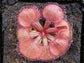 Drosera Falconeri * Petiolaris Complex Sundew * Very Rare * 5 Seeds *