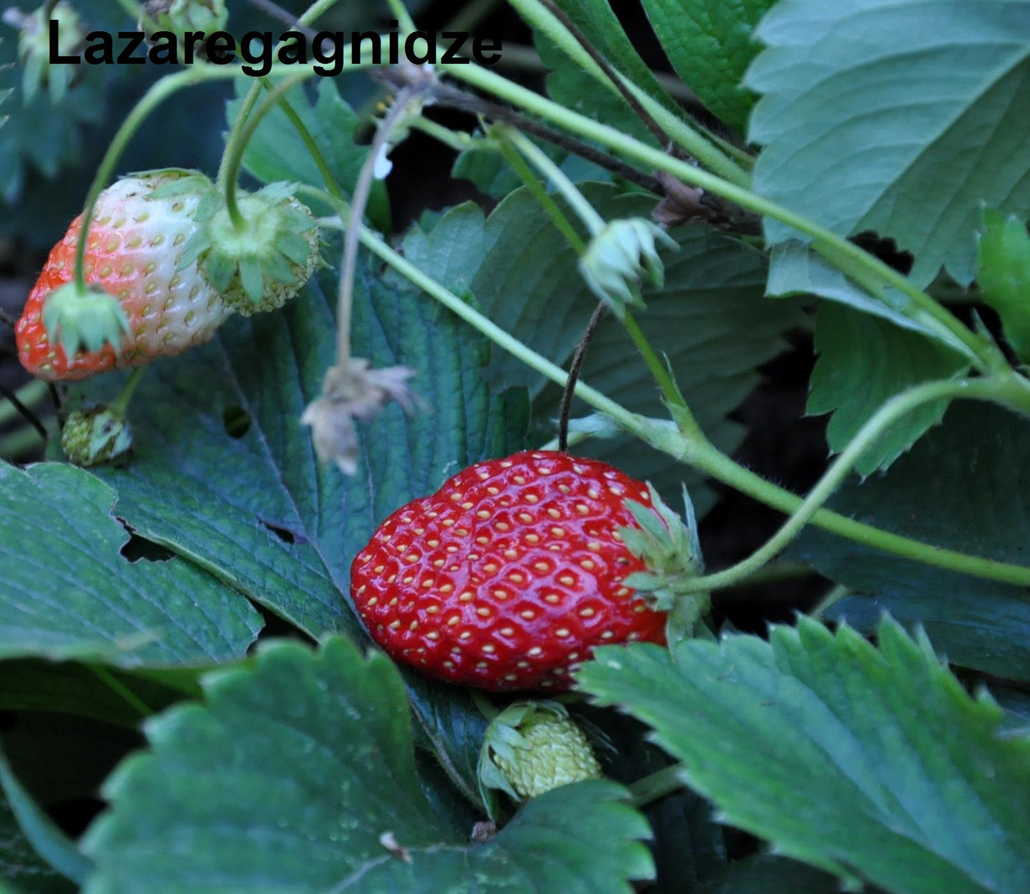 Fragaria Moschata - 15 Seeds - Hautbois Strawberry - Aromatic Fruit - Rare