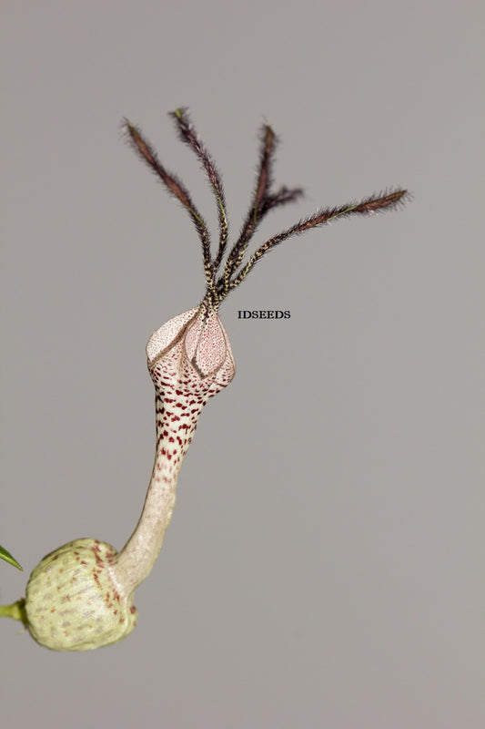 Ceropegia Simoneae - 2 Seeds - Ultra Rare - Malagasy Succulent