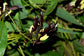 Kennedia Nigricans - Black Coral Pea - 10 Seeds - Flowering Climber
