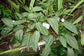 Monolena Primuliflora - 5 Seeds - Antplant House Plant - Rare