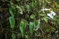 Mussaenda Sanderiana – Sander's Forest Flag - 20 Seeds - Tropical White Flowers