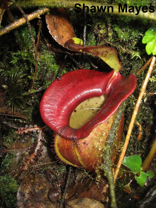 Nepenthes Jacquelineae - 5 Seeds - Ultra Rare - Carnivorous - Highland Pitcher Plant