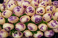 Blue Belle Potato - TPS True Potato Seeds - Rare - 10 Seeds