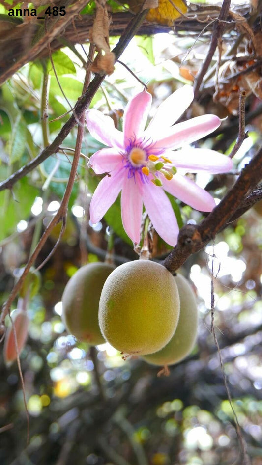 Passiflora Tripartita - 5 Seeds - Tumbo - Banana Passionfruit - Rare