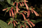 Phygelius Aequalis - 5 Seeds - Wild Cape Fuchsia - Very Rare