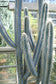 Pilosocereus Fulvilanatus - 10 Seeds - Exotic Rare Cacti - Blue Columns