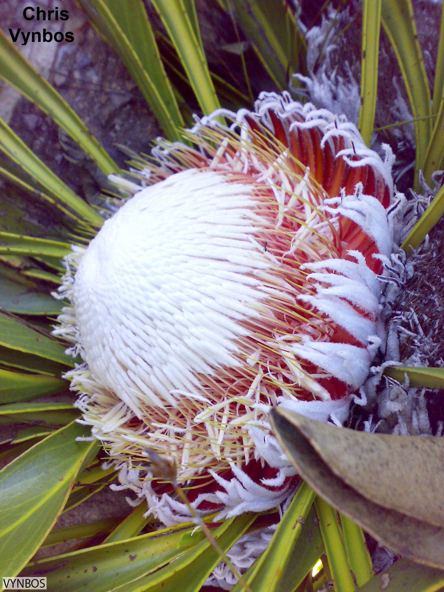 Protea Cryophila - 3 Seeds - Snowball Sugarbush - Very Rare - Limited