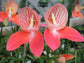 Disa Uniflora - 3 Seeds - Red Disa Orchid - Ultra Rare - Limited
