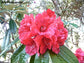Rhododendron Arboreum - 50 Seeds - Tree Rhododendron - Rare