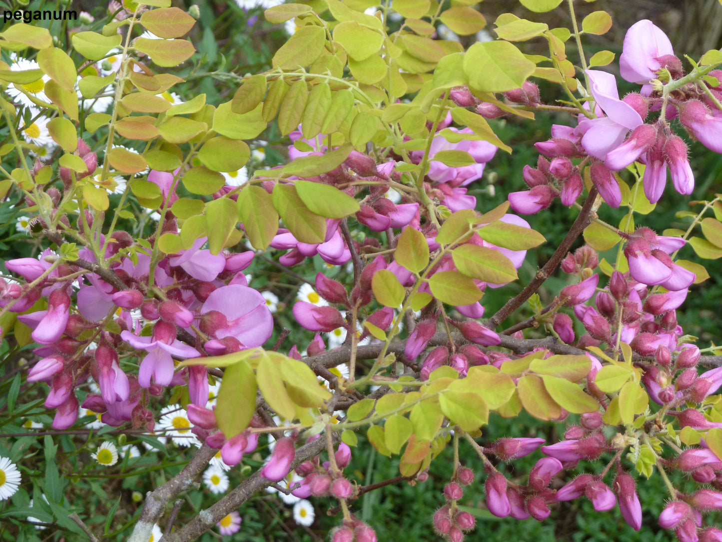 Robinia hispida var. fertilis – Rose Acacia Bristly Locust - 10 Seeds - Pink Flowers