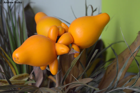 Solanum Mammosum - 10 Seeds - Nipple Fruit - Medicinal - Non Edible - Rare