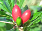 Synsepalum Dulcificum - 3 Seeds - Miracle Berry Fruit - Very Rare