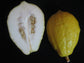 Citrus Medica * Etrog Citron * Israeli Fruit * Acidic Lemon Taste * Rare 5 Seeds *