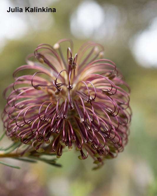Banksia Violacea - 3 Seeds - Violet Banksia - Ultra Rare - Limited