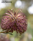 Banksia Violacea - 3 Seeds - Violet Banksia - Ultra Rare - Limited
