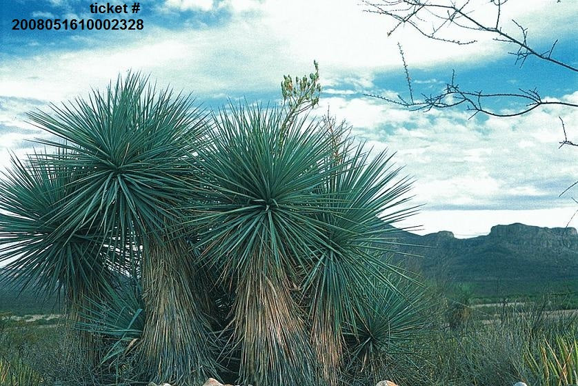Yucca Rigida - 10 Seeds - Blue Yucca - Exotic - Rare - Evergreen