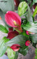 Zantedeschia Rehmannii - 5 Seeds - Pink Calla Lily - Very Rare
