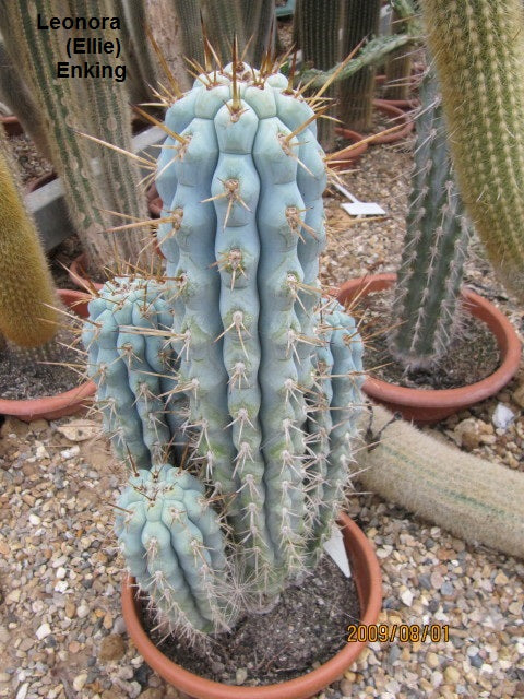 Azureocereus Hertlingianus * Browningia Hertlingiana * Blue Cereus Cactus * 10 Seeds *