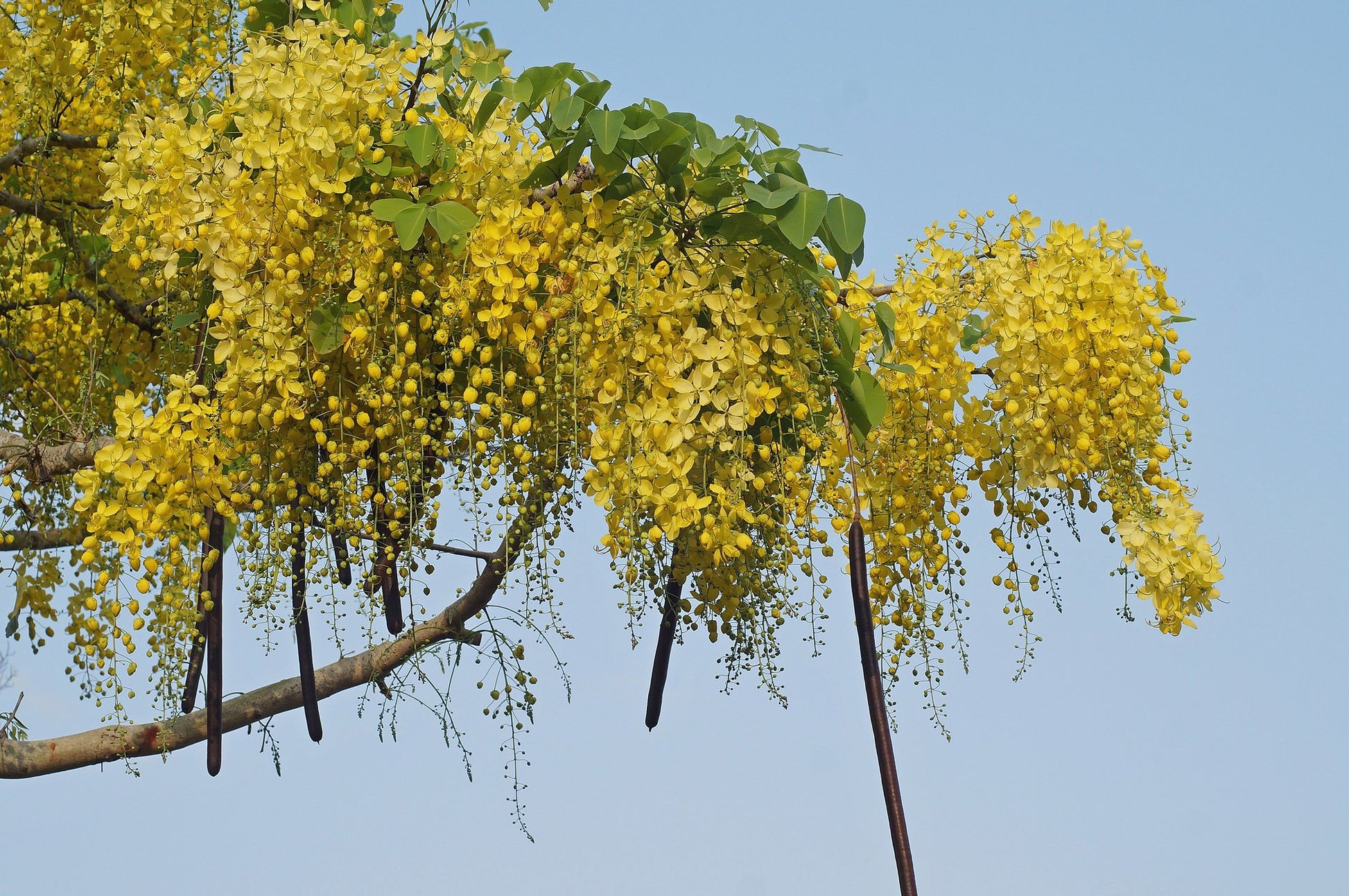 Cassia fistula (Golden Shower Tree)