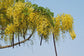 Cassia Fistula - 10 Seeds - Tropical Golden Shower Tree