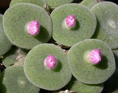Conophytum Ernstii - 5 Seeds - Ultra Rare Succulent