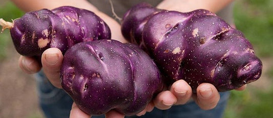 Cuchipa Ismaynin Potato - 10 Seeds - TPS True Potato Seeds - Rare