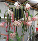 Aporophyllum Karen ~ Stunning Cactus ~ Pink Flowers ~ Limited ~ Very Rare ~ 5 Seeds ~