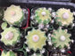 Mammillaria Breviplumosa - 4 Seeds - Cacti - Rare