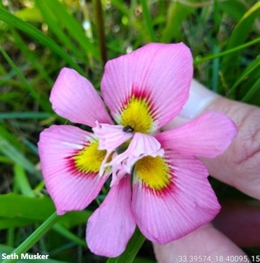 Moraea Tricolor Bulb