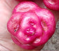 LLumchuipa Mundanan Famous Peruvian Potato - 10 Seeds - TPS True Potato Seeds