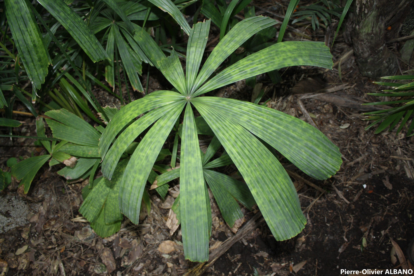 Lanonia Dasyantha – Vietnamese Paradise Palm - Very Rare - 3 Seeds