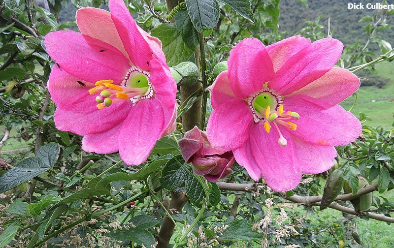 Passiflora Mixta - Tumbo Passion Fruit - Climbing Plant - 5 Seeds