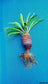 Euphorbia Bupleurifolia - Pine Cone Plant - Palm Cactus - Rare - 2 Seeds