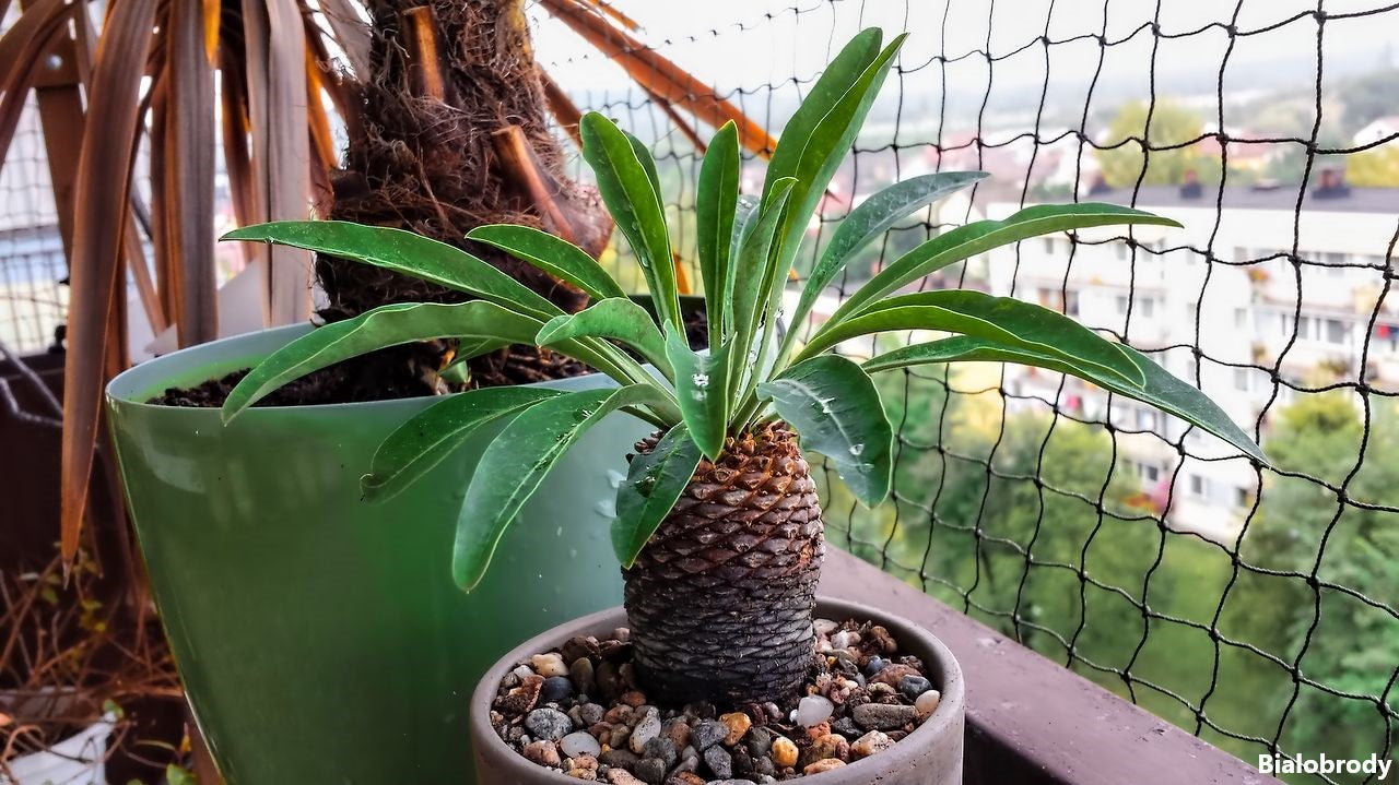 Euphorbia Bupleurifolia - Pine Cone Plant - Palm Cactus - Rare - 2 Seeds