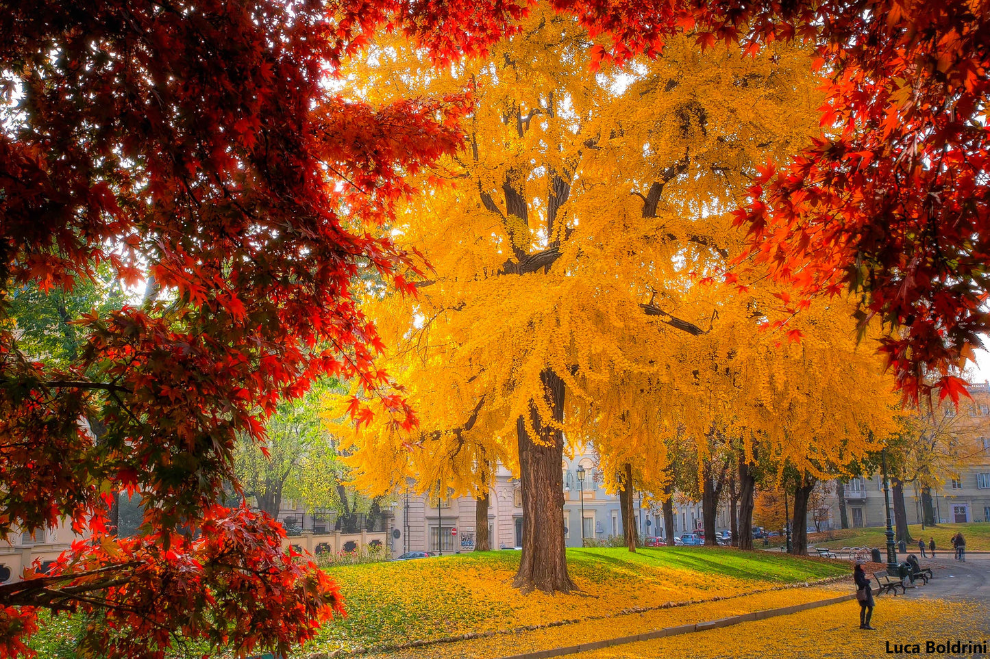 Ginkgo Biloba - Gingko Maidenhair Treen - Medicinal - 5 Fresh Seeds