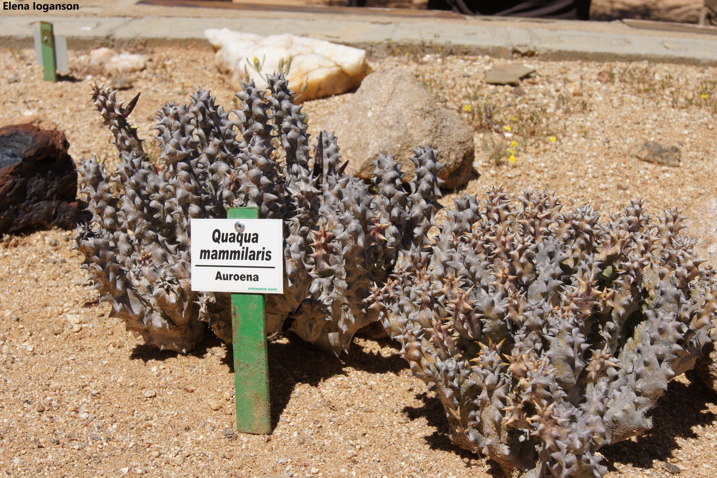 Quaqua Mammillaris - Aroena Succulent - 3 Seeds - Extremely Rare