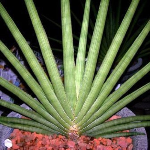 Dracaena Pearsonii Sansevieria - The Namibia Fan Plant - 5 Seeds - RARE