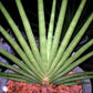 Dracaena Pearsonii Sansevieria - The Namibia Fan Plant - 5 Seeds - RARE