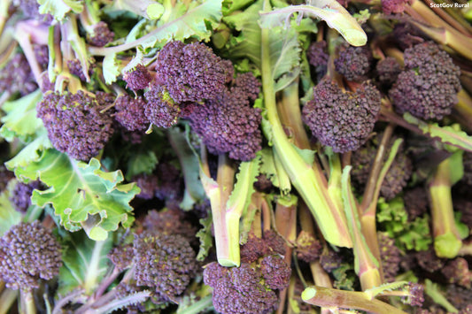 Broccoli – Purple