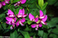Polygala Myrtifolia - Sweet Pea - September Bush - Myrtleleaf - 10 Seeds