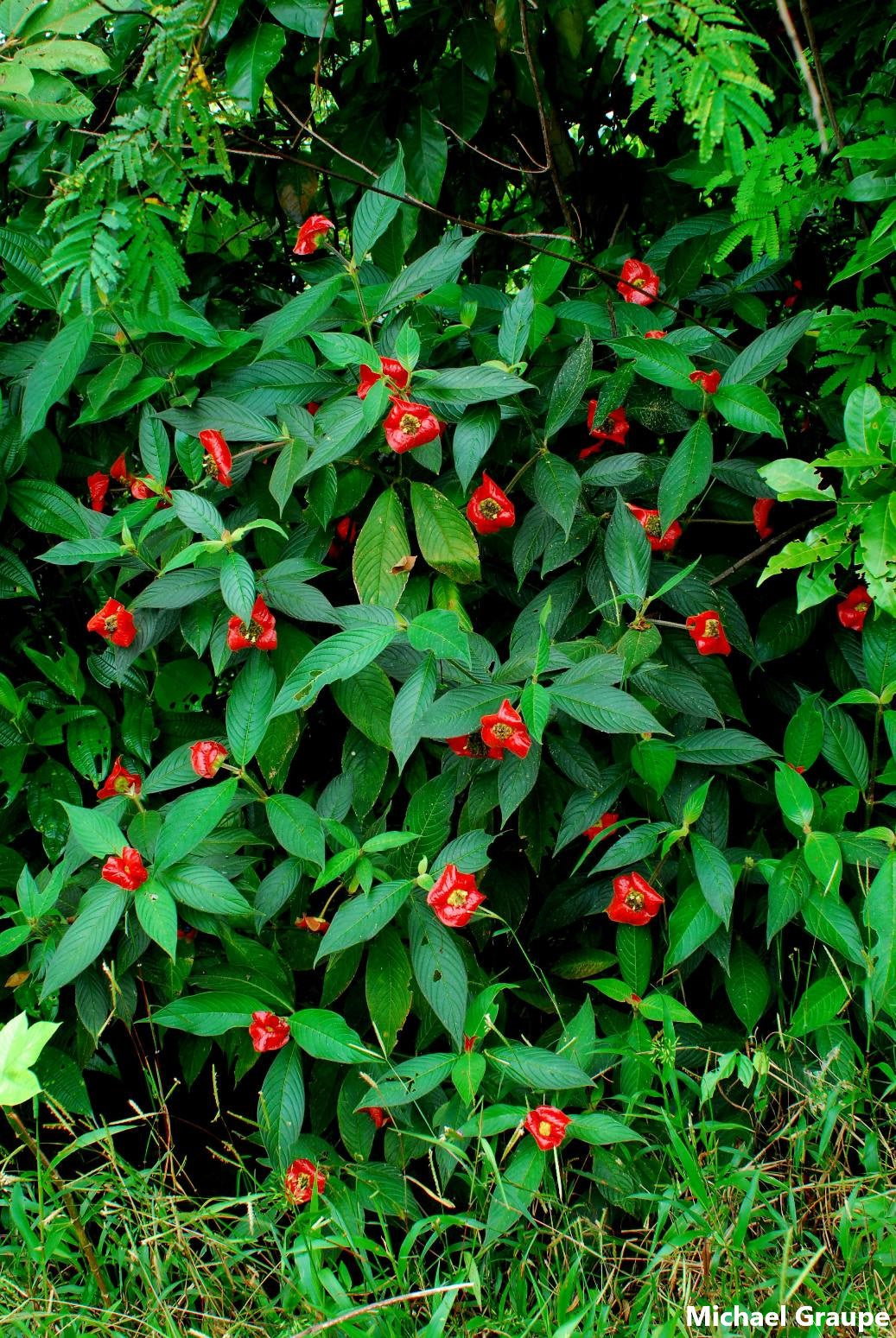 Psychotria Poeppigiana Hooker Lips Plant