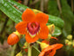 Meriania Hernandoi - Unusual Ornamental Flower - Rare - 10 Seeds