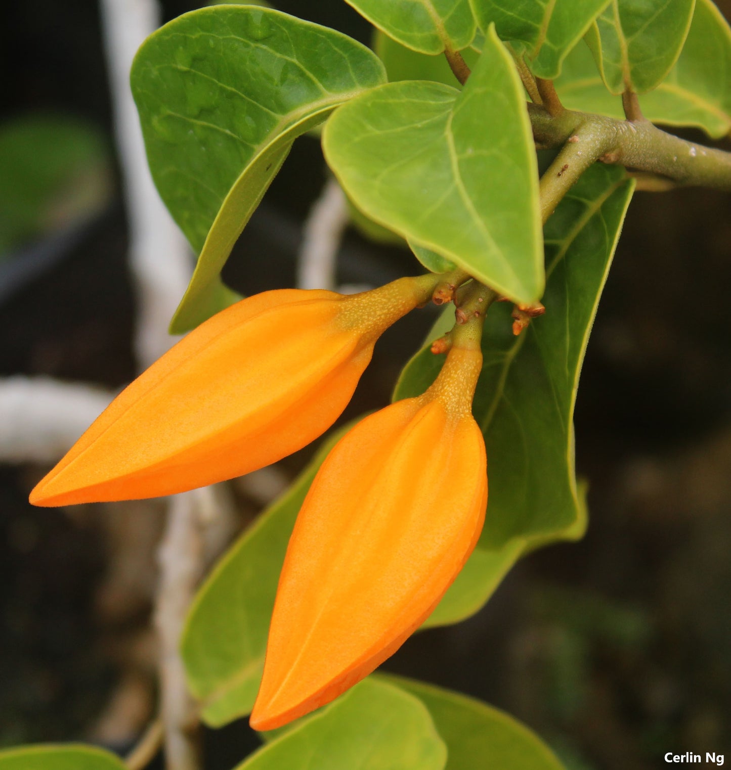 Juanulloa Aurantiaca - Monaloa Parrot Plant - Beautiful Very Rare Vine - 2 Seeds