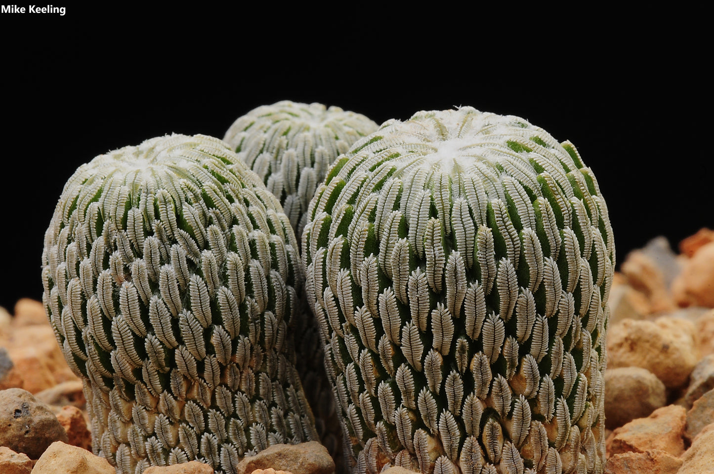 Pelecyphora Aselliformis - Hatchet Cactus - Peotillo - Peyotillo - 5 Fresh Seeds - VERY RARE