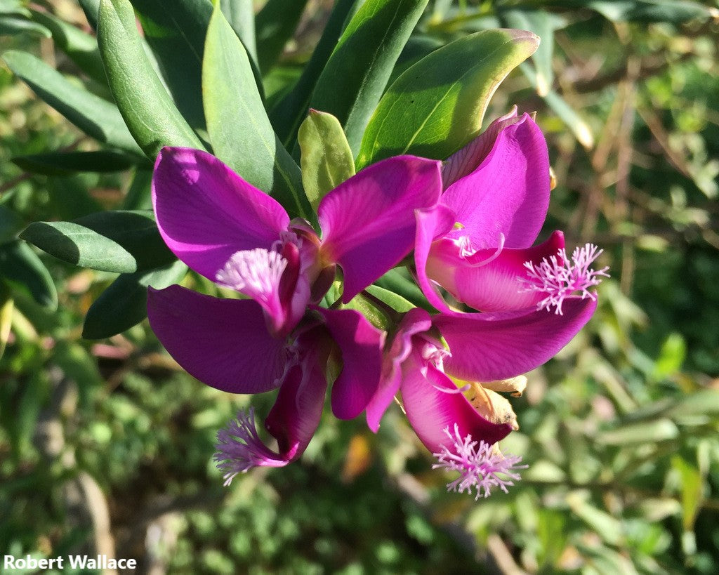 Polygala Myrtifolia - Sweet Pea - September Bush - Myrtleleaf - 10 Seeds