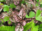Hypoestes Splash Phyllostachya - ROSE - Tropical House Plant - The Polka Dot Plant - 10 Seeds