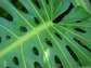 Monstera Deliciosa Tauerii - Swiss Cheese Plant - Tropical Houseplant - 5 Seeds