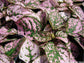 Hypoestes Splash Phyllostachya - ROSE - Tropical House Plant - The Polka Dot Plant - 10 Seeds