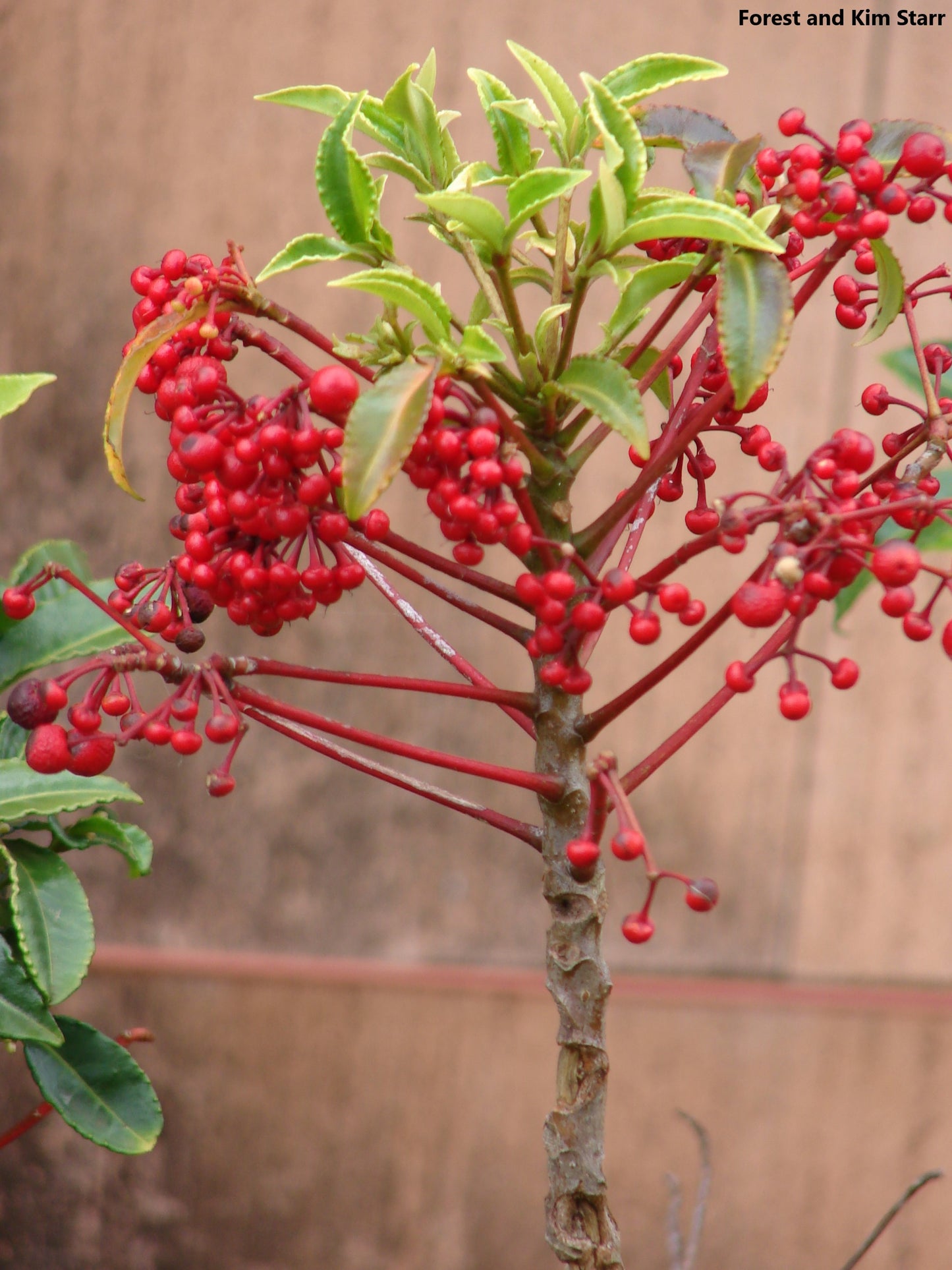 Ardisia Crenata - Christmas Berry - Extremely Rare - 3 Seeds